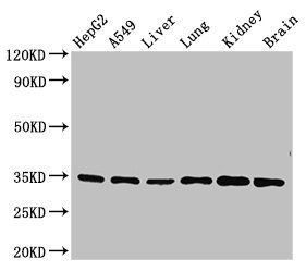 GFRA2 antibody