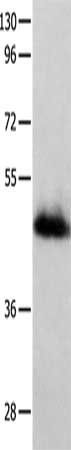 GFRA2 antibody