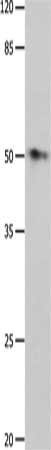 GFRA2 antibody