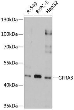 GFRA3 antibody