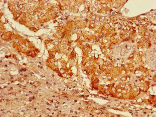 GFRA3 Antibody