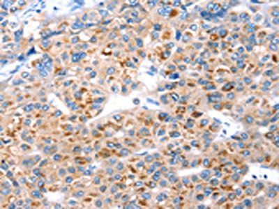 GFRA3 antibody