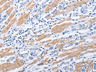 GFRA4 Antibody