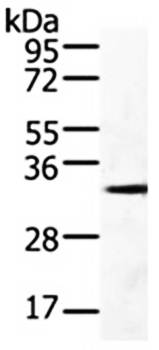 GFRA4 Antibody