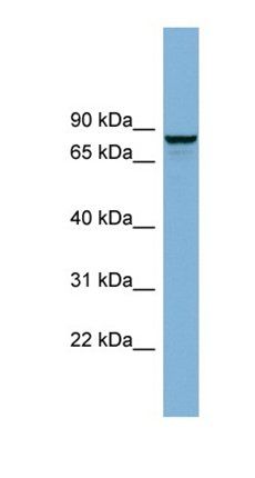 GGA3 antibody