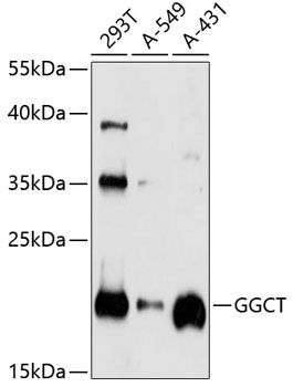 GGCT antibody