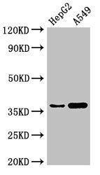 GGH antibody