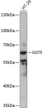 GGT5 antibody