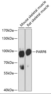 PARP8 antibody