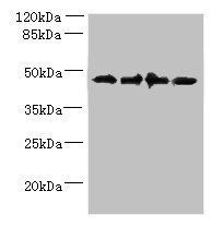 GHITM Antibody