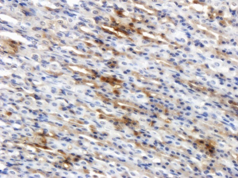 Ghrelin antibody