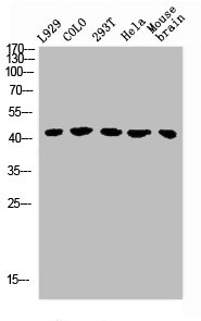 GHRHR antibody