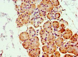 GHRL Antibody