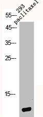 GHRL Antibody