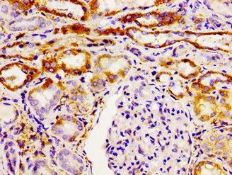 GHSR Antibody