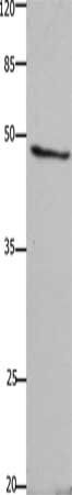 GHSR Antibody