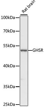 GHSR antibody