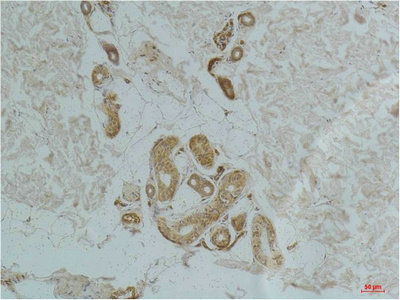 GHSR antibody