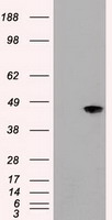 GI24 (C10orf54) antibody