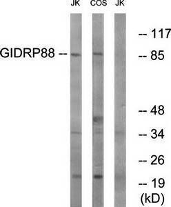 GIDRP88 antibody