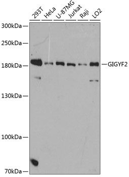 GIGYF2 antibody