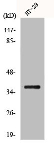 GIMAP2 Antibody
