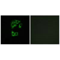 GIMAP2 Antibody
