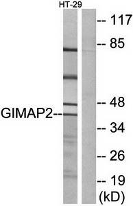 GIMAP2 antibody