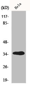 GIMAP5 Antibody