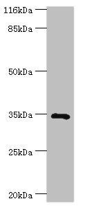 GIMAP7 antibody