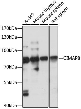 GIMAP8 antibody