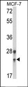 GINS1 antibody