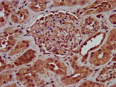 GINS1 Antibody