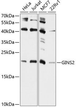 GINS2 antibody