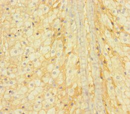 GINS4 Antibody