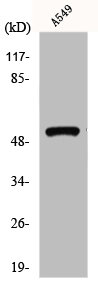 GIPR antibody