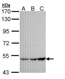 GIRK1 Rabbit Polyclonal Antibody