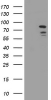 GIRK1 (KCNJ3) antibody