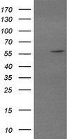 GIRK1 (KCNJ3) antibody