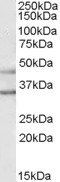 Goat anti-GIRK2 / KCNJ6 Antibody