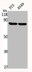 GIT1 antibody