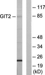 GIT2 Antibody