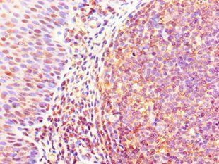 GJA1 Antibody