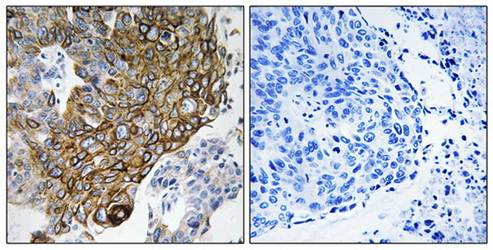 GJA3 Antibody