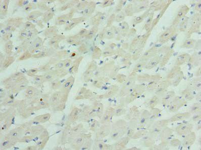 GJA4 antibody