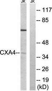 GJA4 Antibody