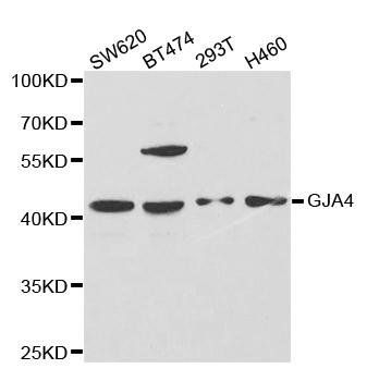 GJA4 antibody