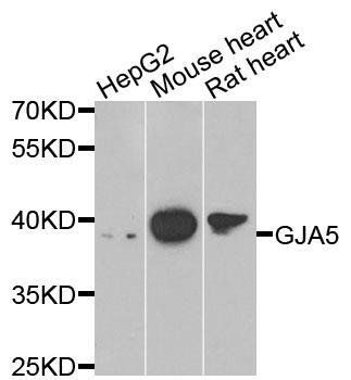 GJA5 antibody