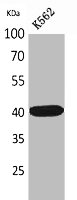 GJA5 Antibody