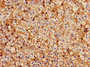 GJA5 Antibody